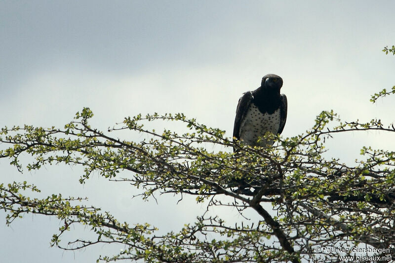 Martial Eagle