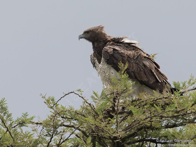 Aigle martialadulte