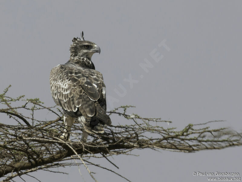 Martial Eagleimmature