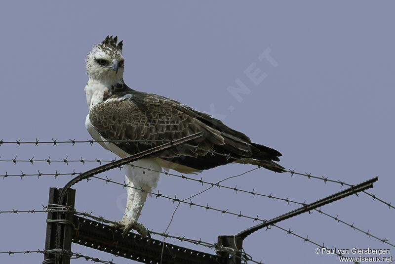 Aigle martialjuvénile