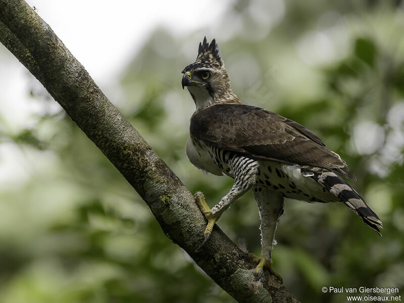 Aigle ornésubadulte