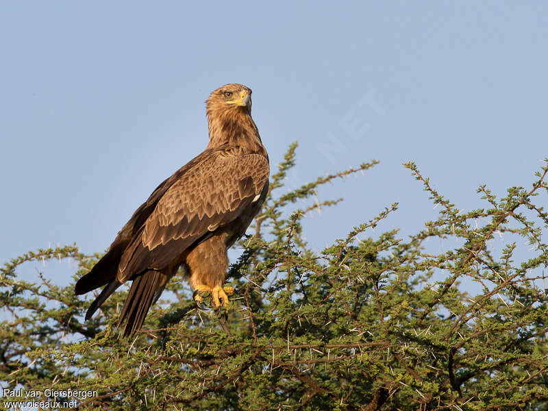 Aigle ravisseuradulte, identification