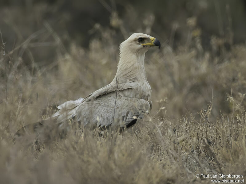 Aigle ravisseur