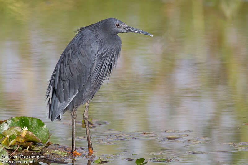 Aigrette ardoiséeadulte, identification