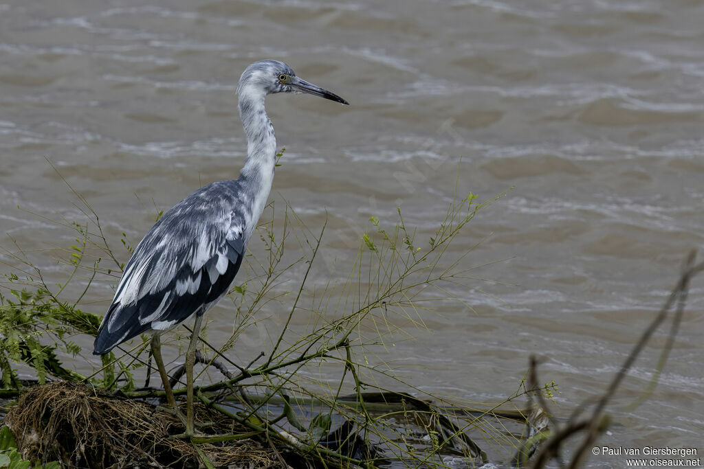 Aigrette bleueimmature