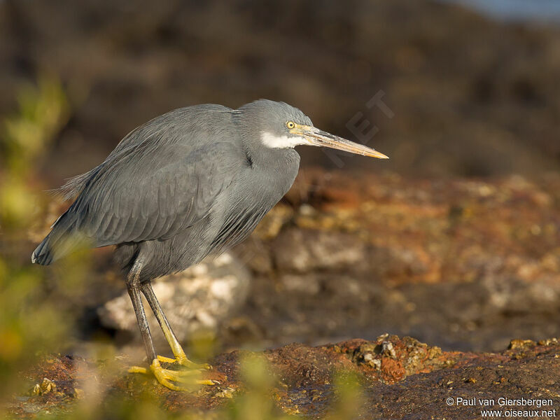 Western Reef Heron