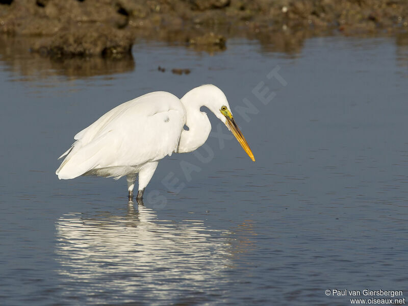 Aigrette des récifs