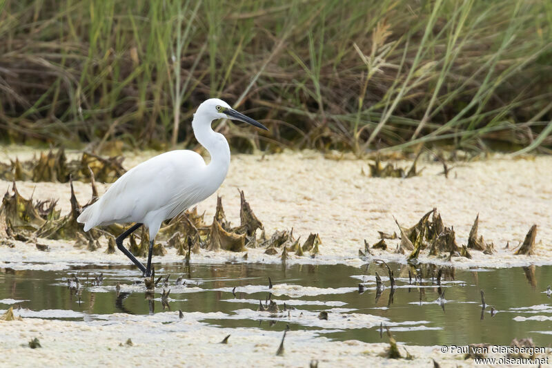 Little Egret