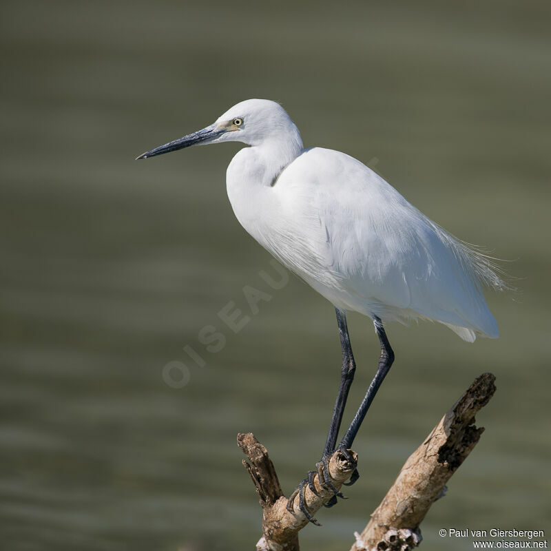 Aigrette garzetteadulte