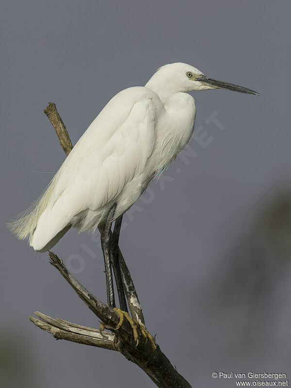 Aigrette garzetteadulte