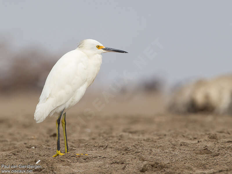 Snowy Egretadult post breeding, identification, pigmentation