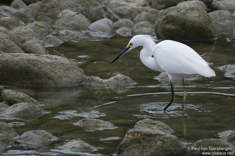 Snowy Egretadult