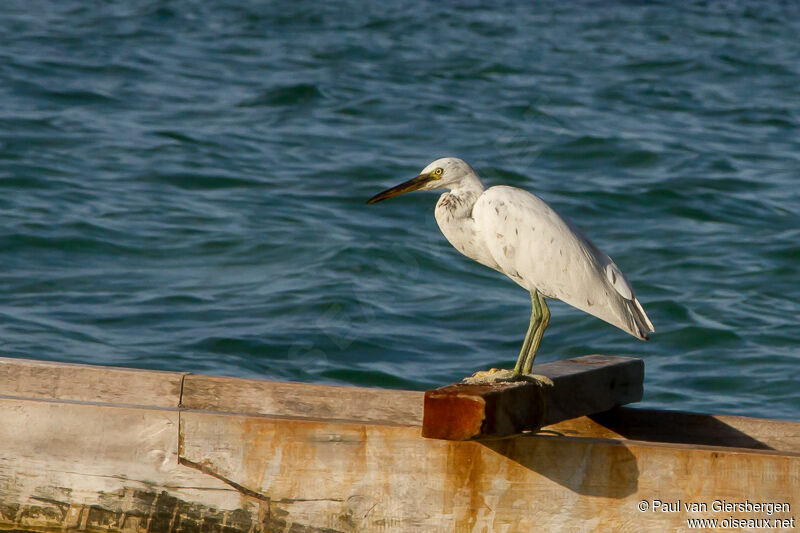 Pacific Reef Heron