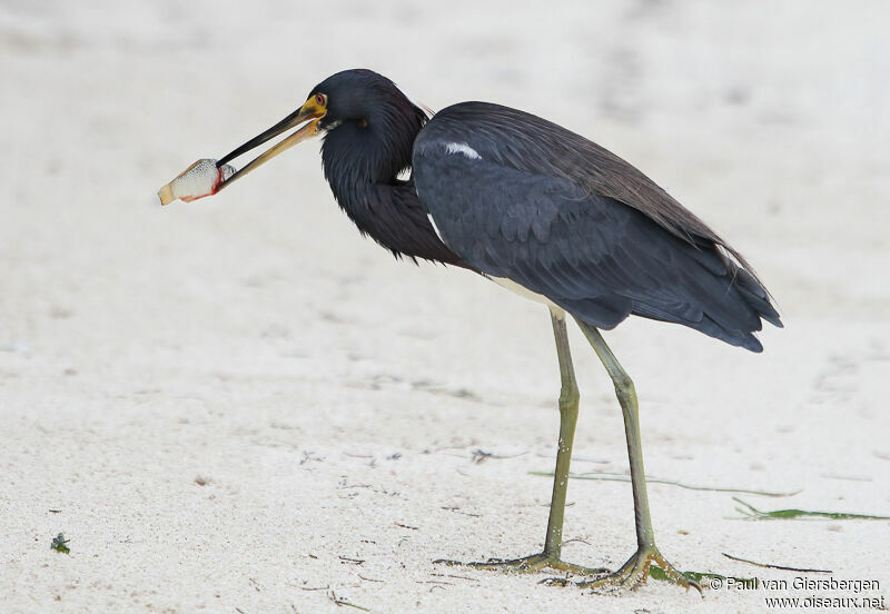 Tricolored Heron