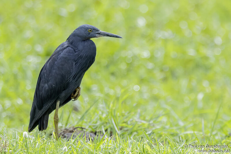 Slaty Egretadult