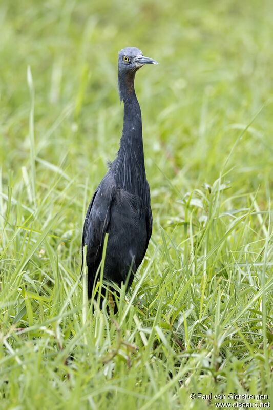 Slaty Egretadult