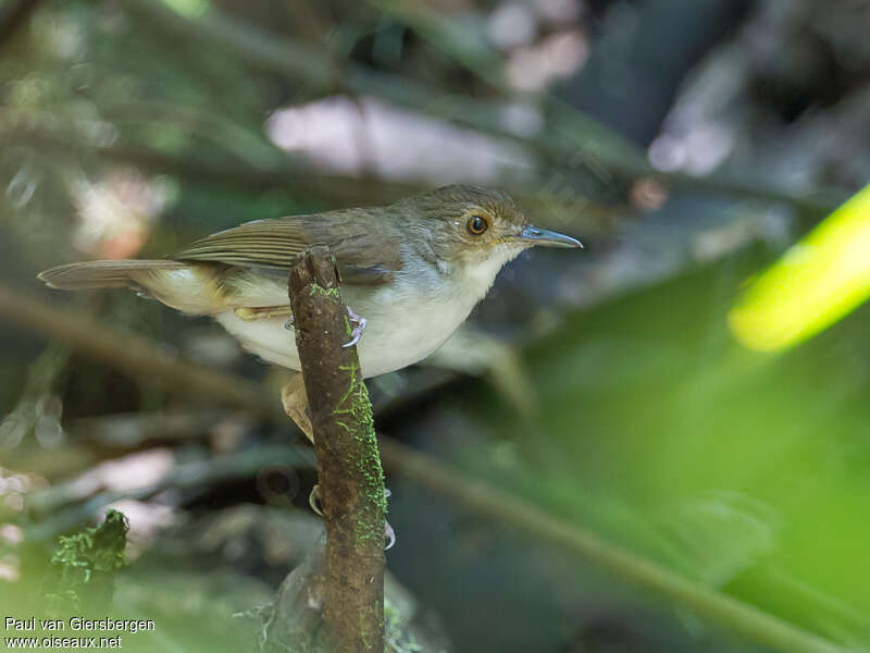 White-chested Babbleradult, identification