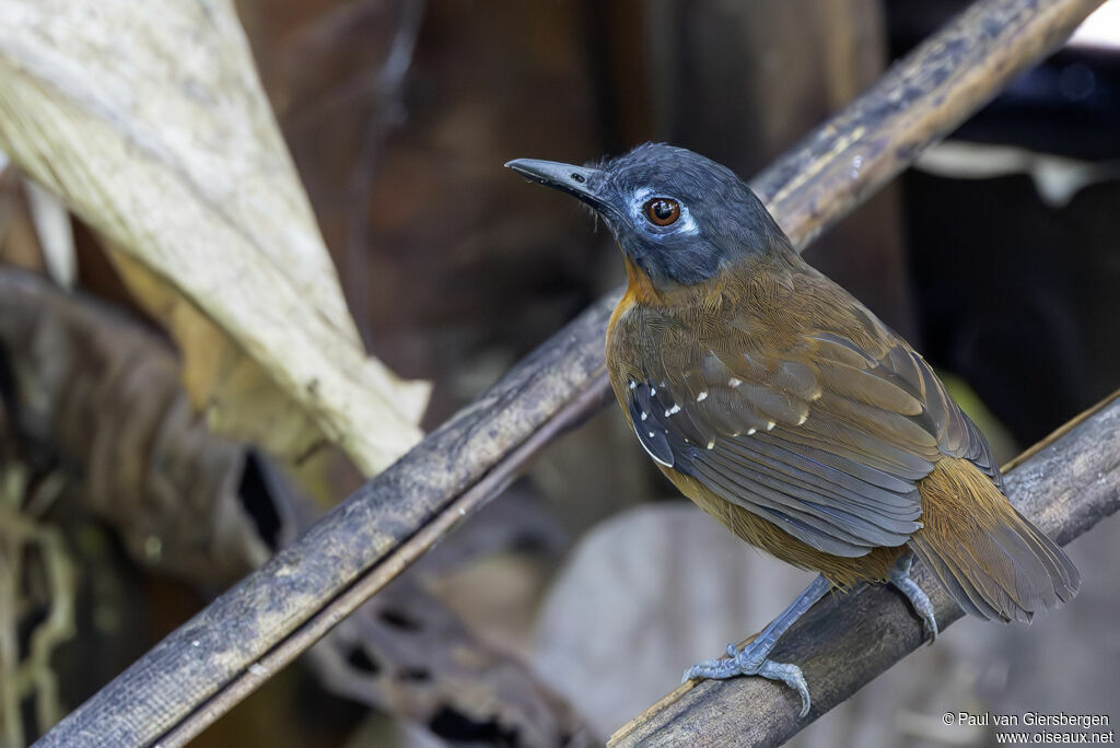 Alapi à dos roux femelle adulte