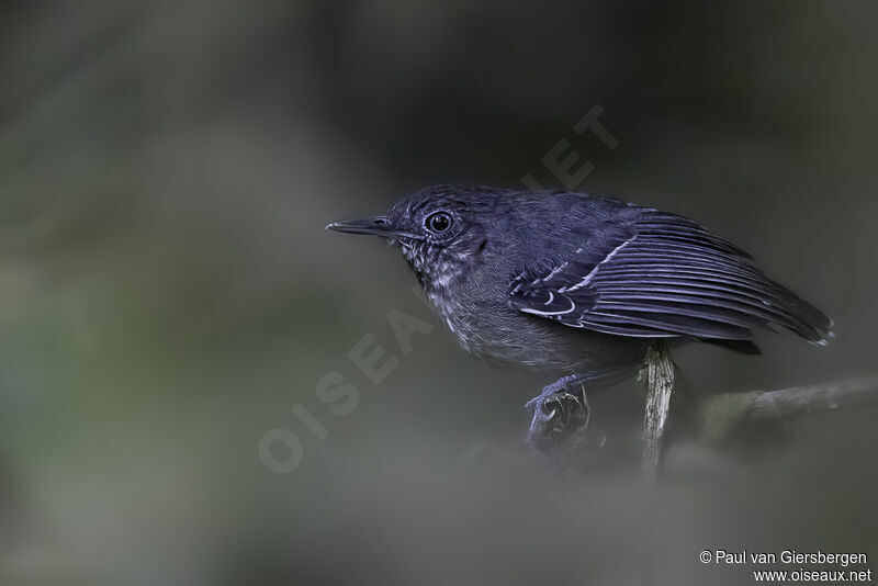 Black-chinned Antbird female adult