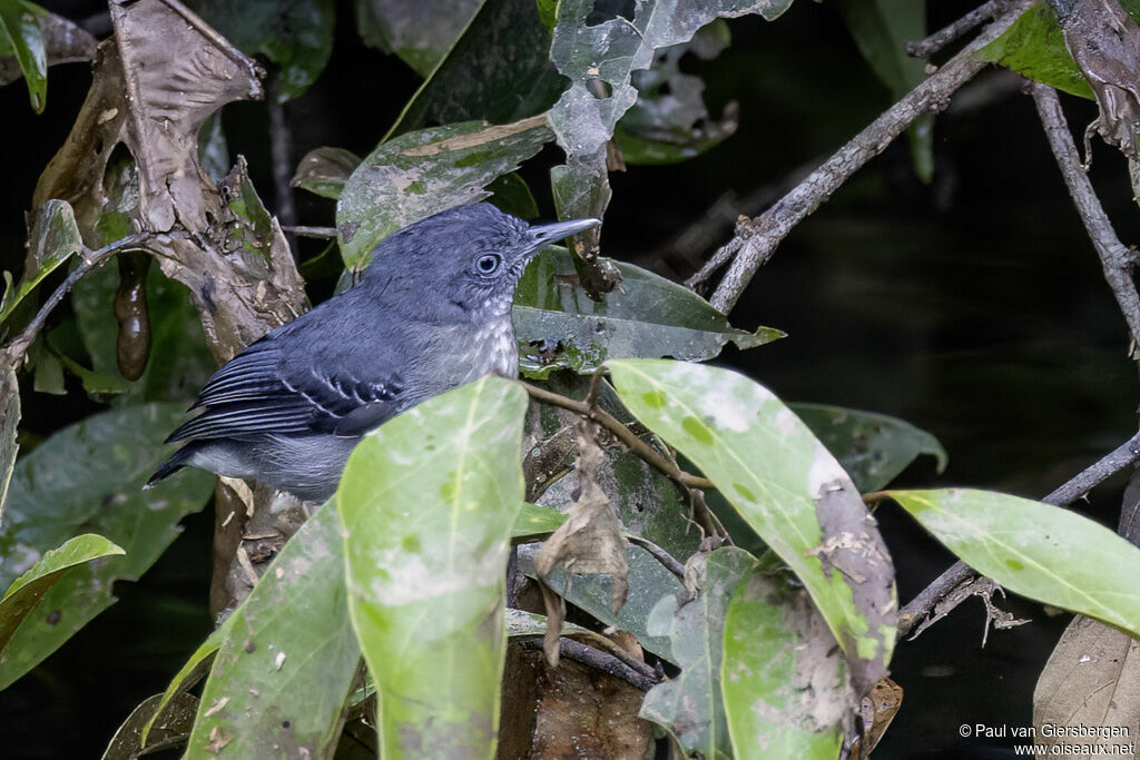 Black-chinned Antbirdadult
