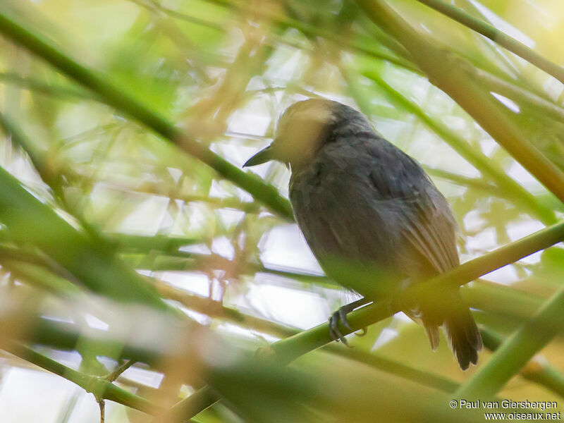 White-browed Antbirdadult