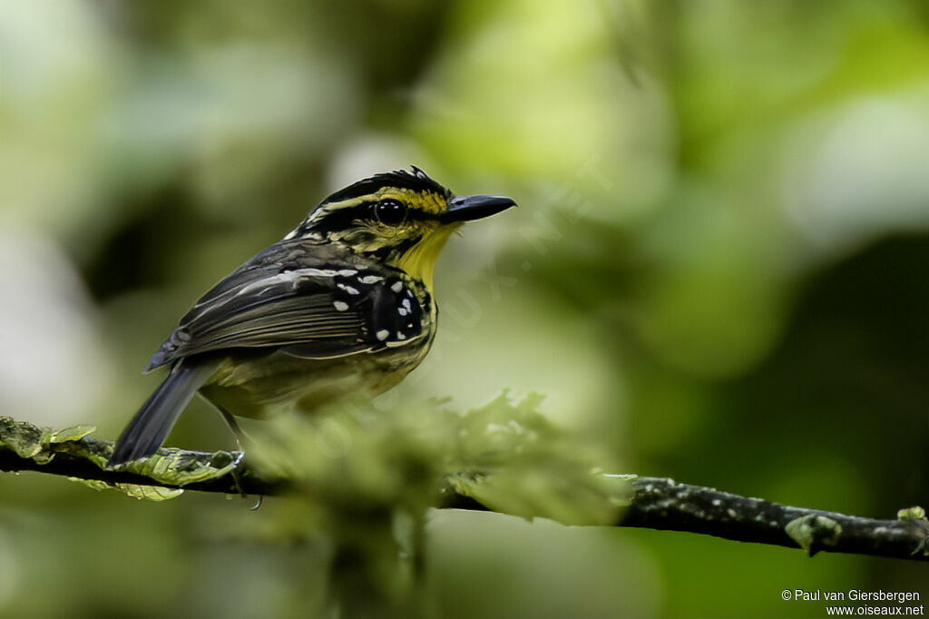 Yellow-browed Antbirdadult