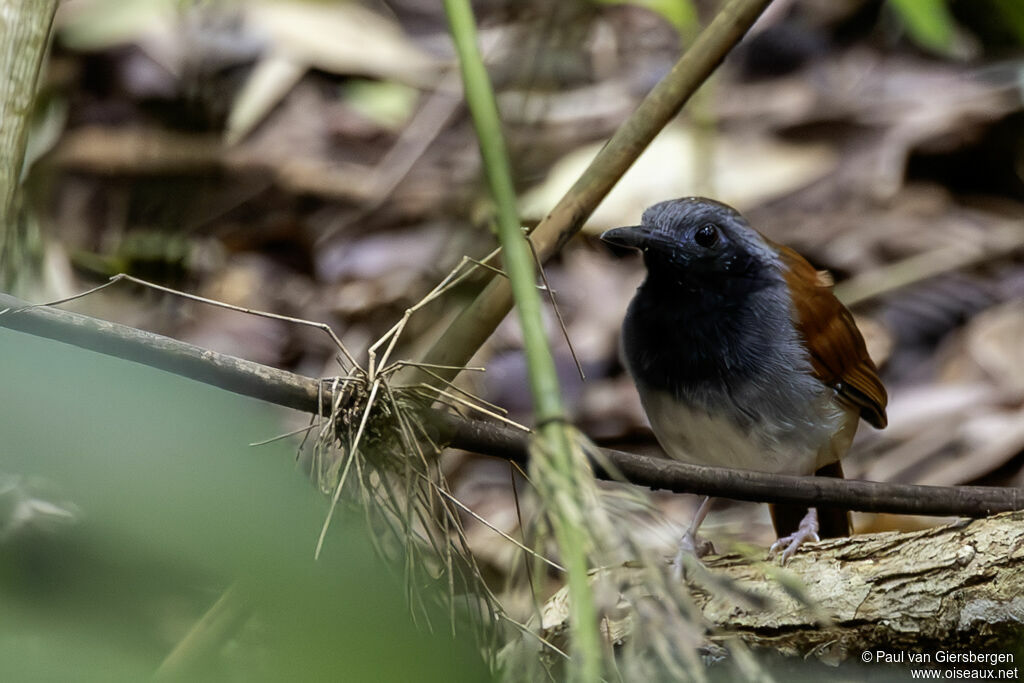 Alapi à ventre blancadulte