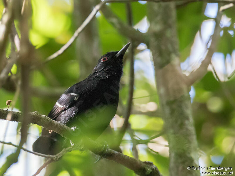 White-shouldered Fire-eye