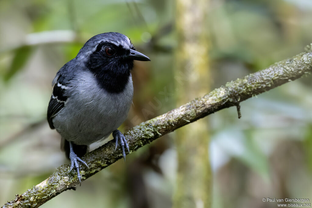 Black-faced Antbird male adult