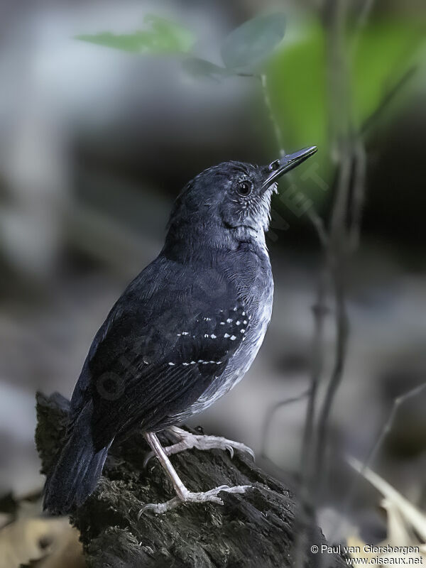 Silvered Antbird male adult