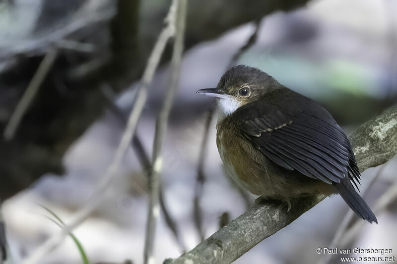 Silvered Antbird female adult