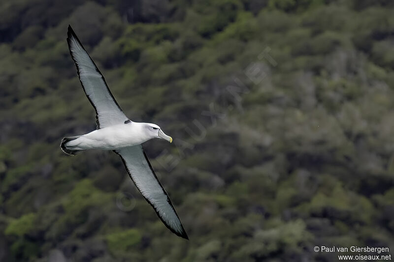 Shy Albatrossadult