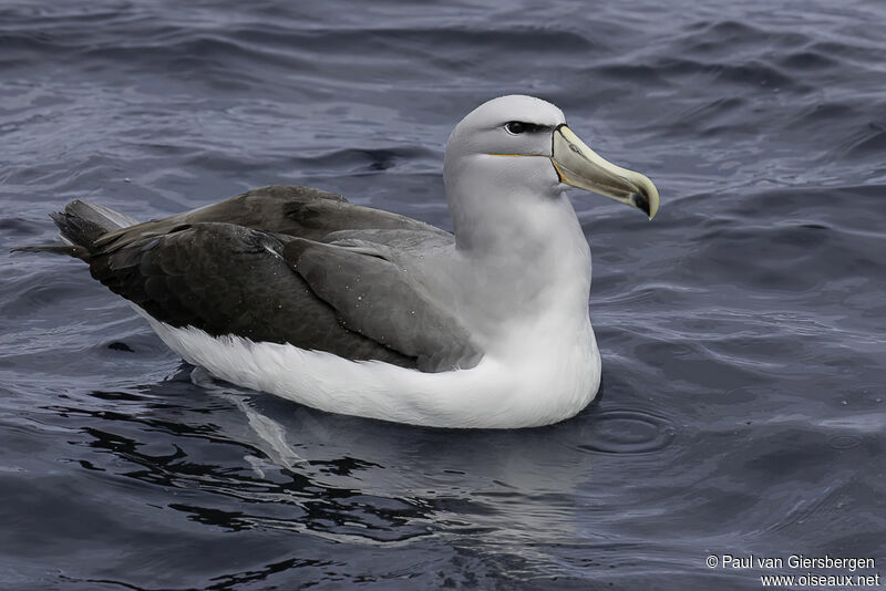 Albatros de Salvinadulte