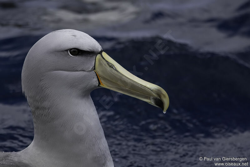 Salvin's Albatross