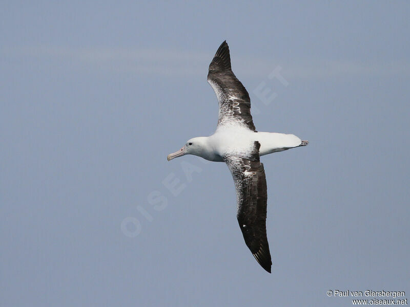 Southern Royal Albatrossadult