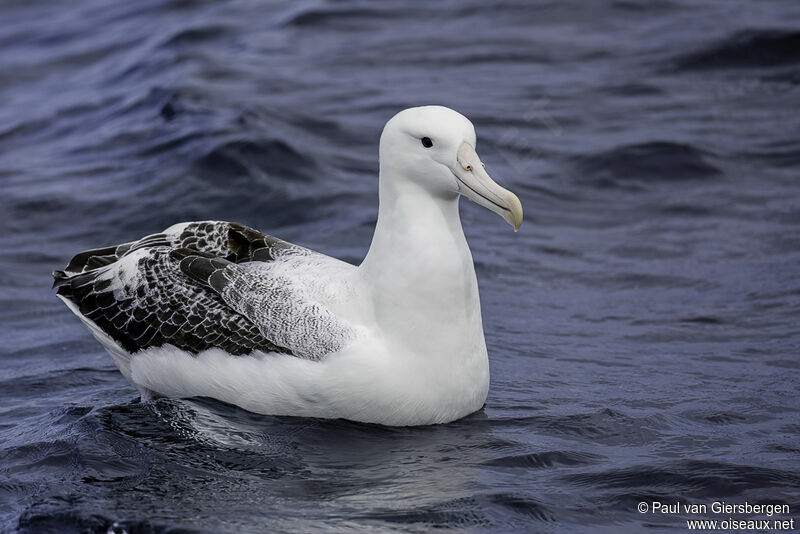 Southern Royal Albatrossadult