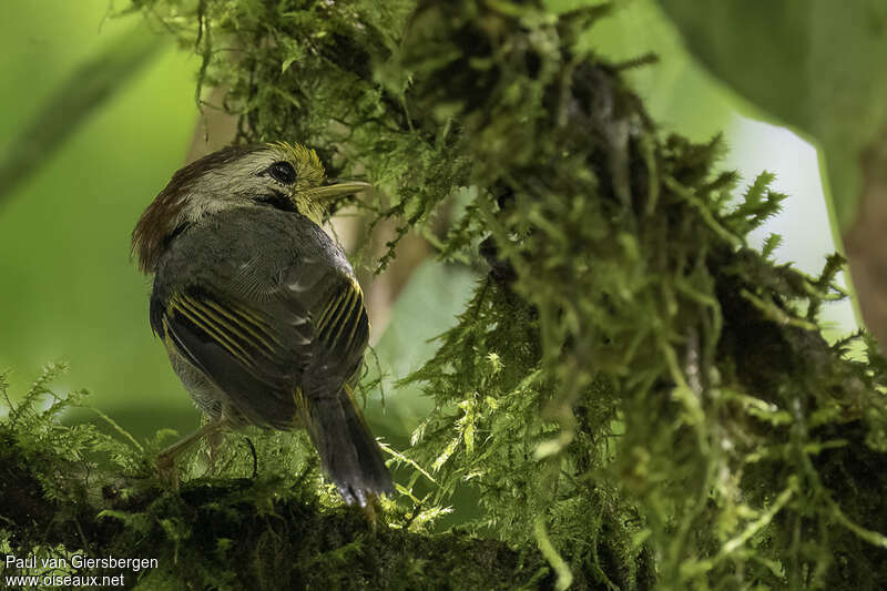 Golden-fronted Fulvettaadult