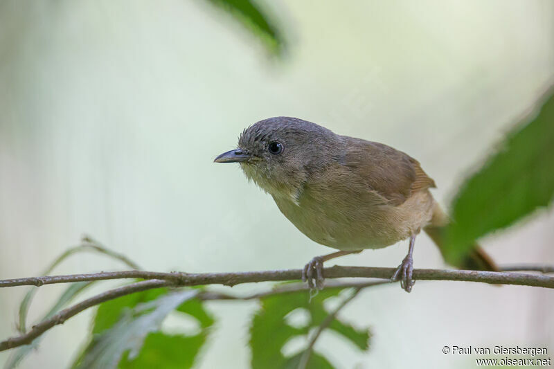 Brown-cheeked Fulvetta