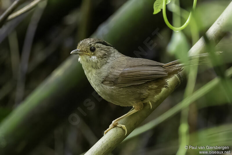 Dusky Fulvettaadult