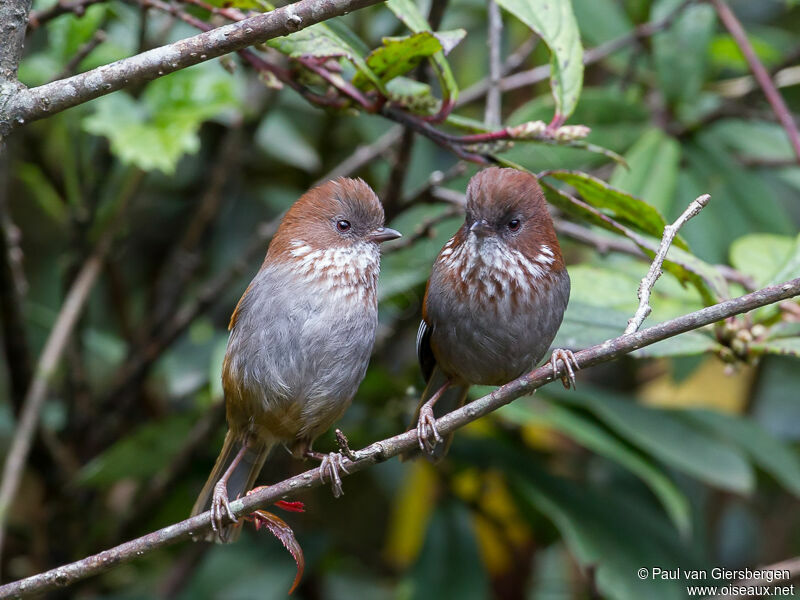 Brown-throated Fulvetta