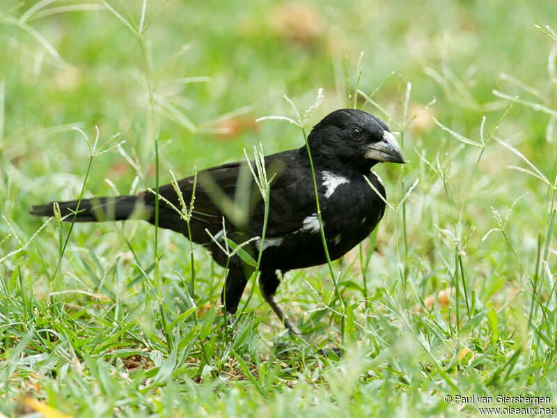 White-billed Buffalo Weaver