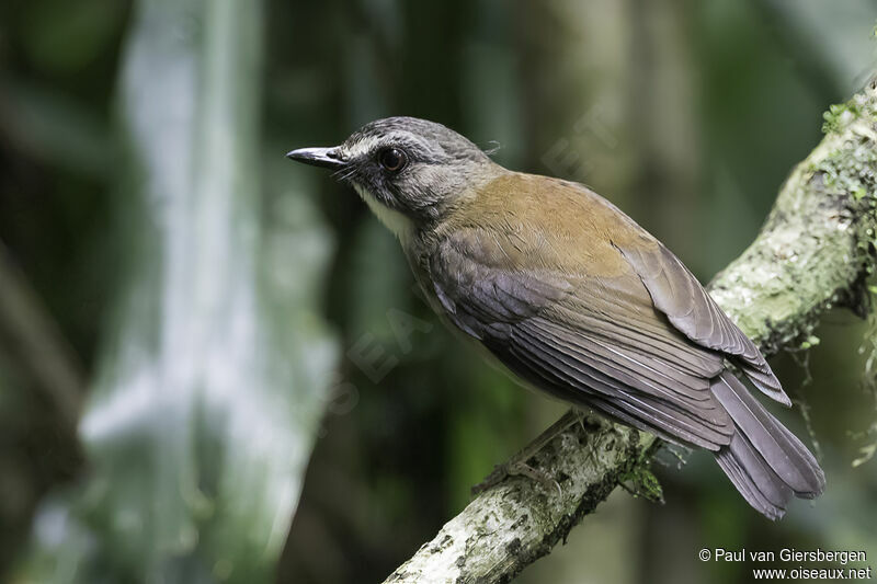 Brown-chested Aletheadult