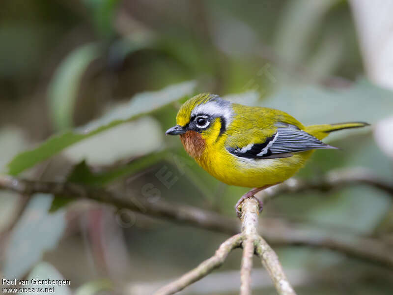 Black-eared Shrike-babbleradult, identification