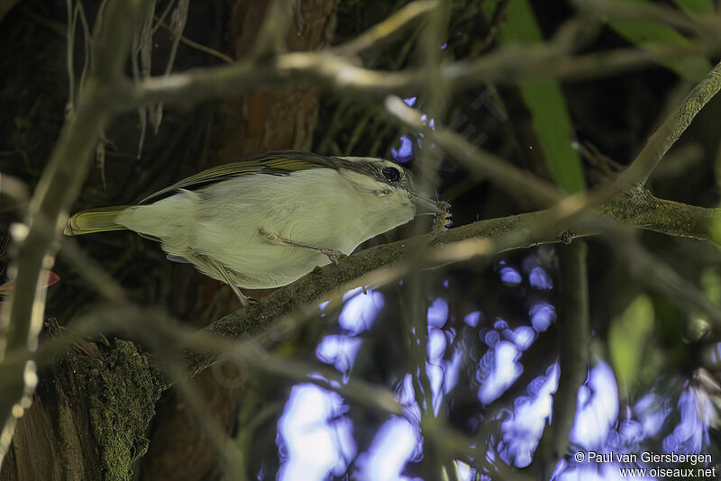 Pied Shrike-babbler female adult