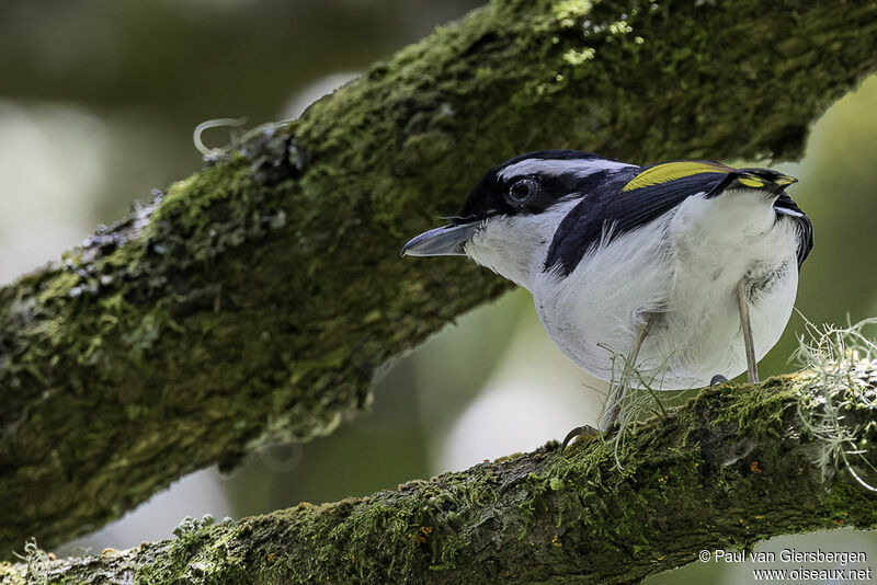 Pied Shrike-babbler male adult