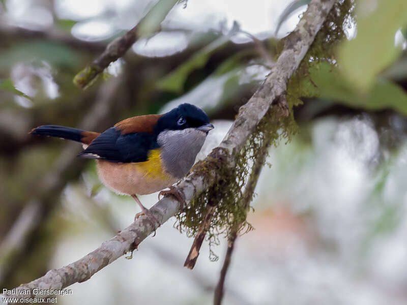 Allotrie à ventre rouxadulte, identification