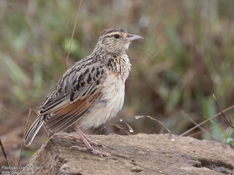 Rufous-naped Larkadult, identification