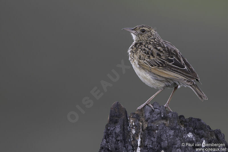 Rufous-naped Larkadult