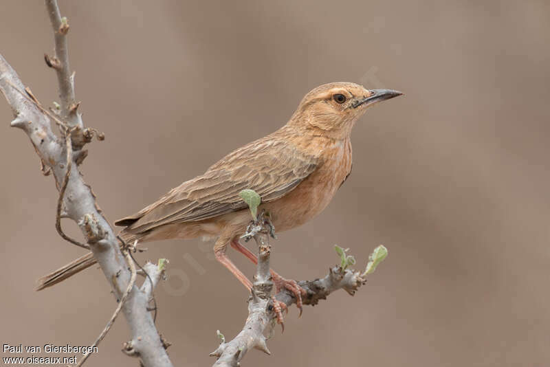 Pink-breasted Larkadult, identification