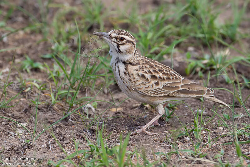 Short-tailed Larkadult, identification